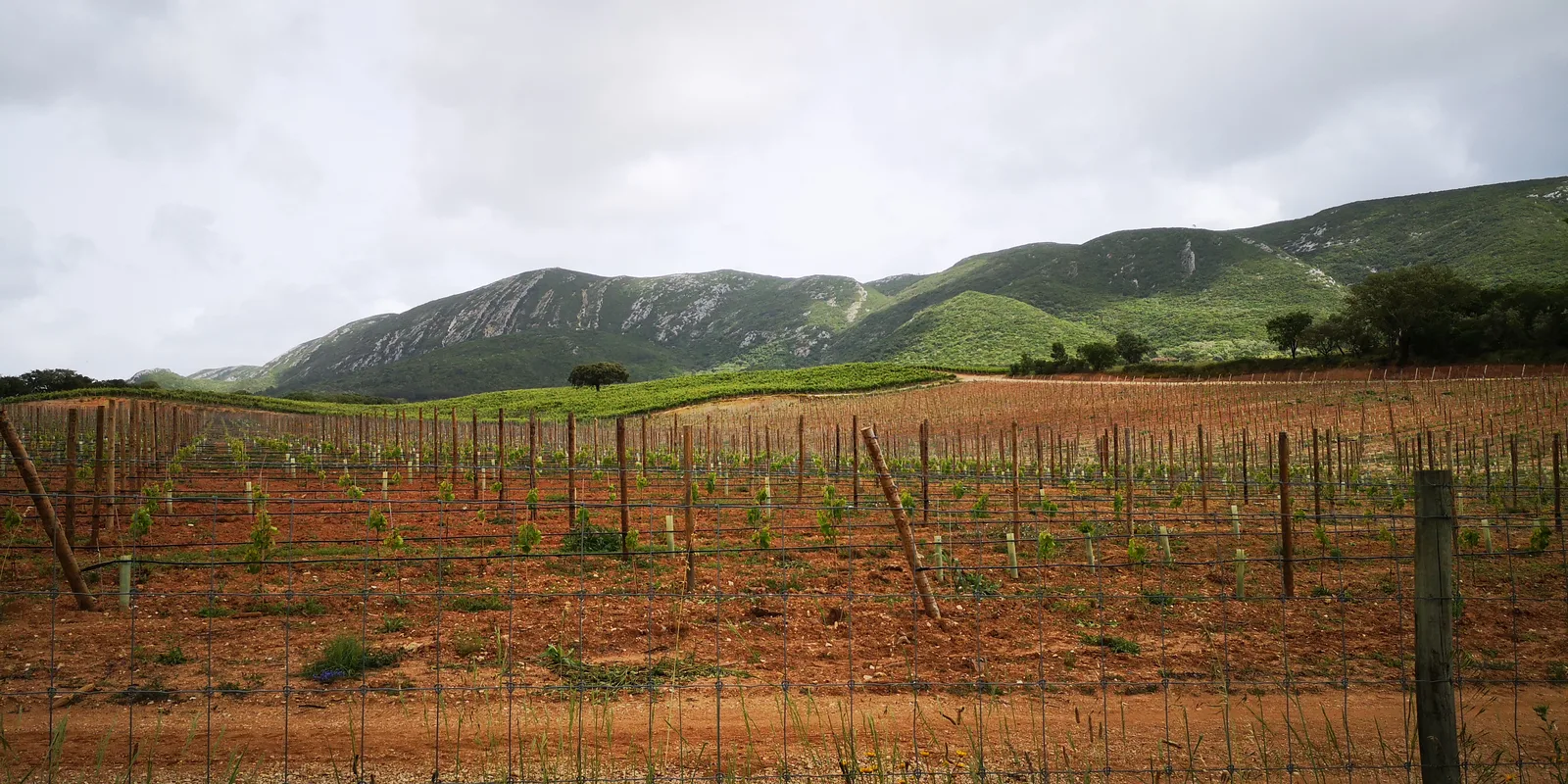 Vineyards of the Arrabida region