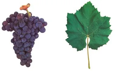 Castelao grape variety