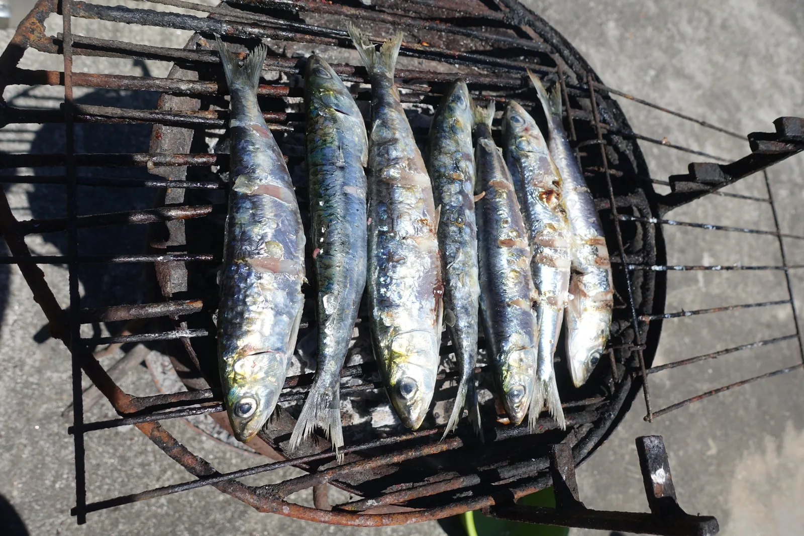 Grilled sardines