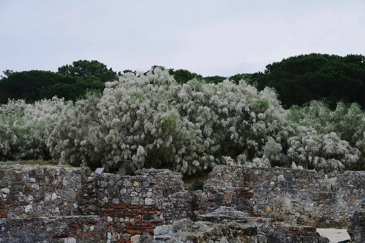 Landscape of the Cetobriga ruins