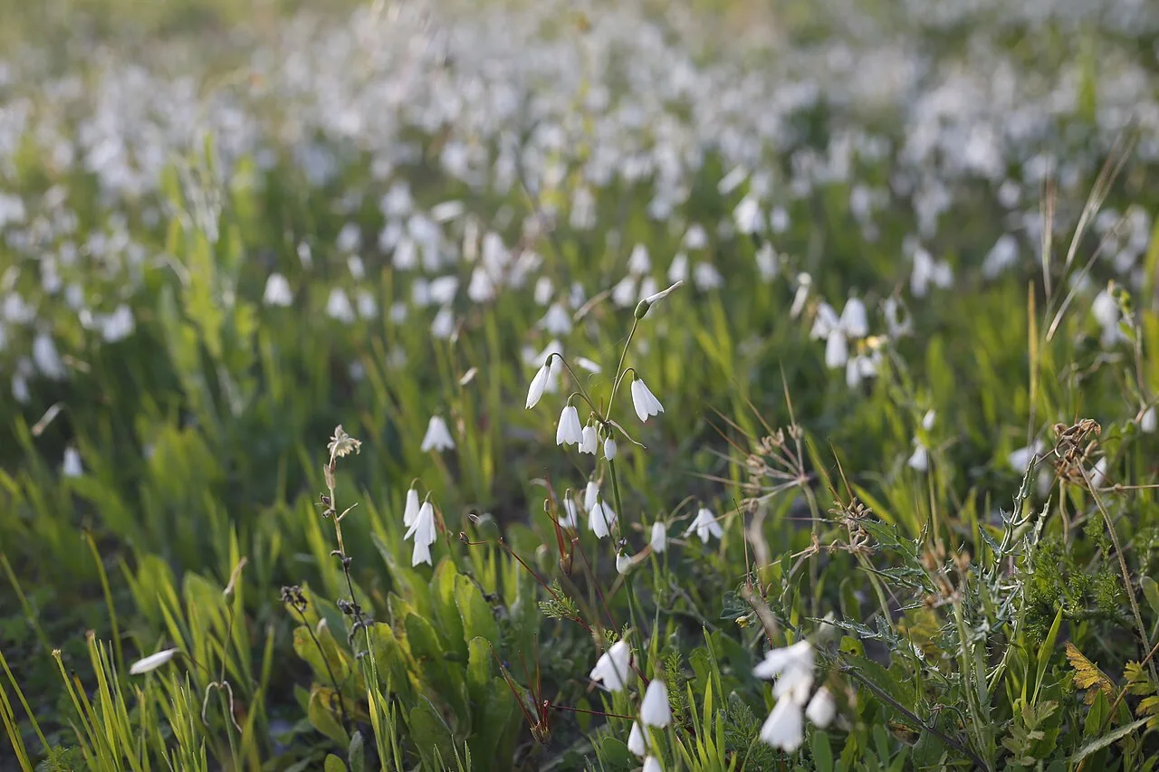 Salt pans — similar operations on the Sado