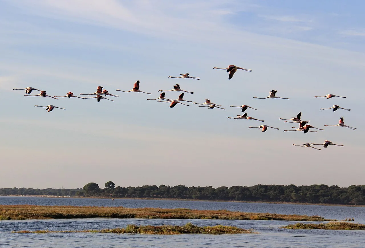 Flamingos in the Sado Estuary