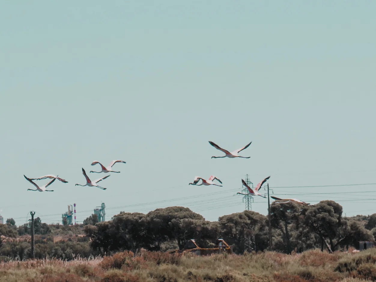 Flamingos flying over the Sado Estuary