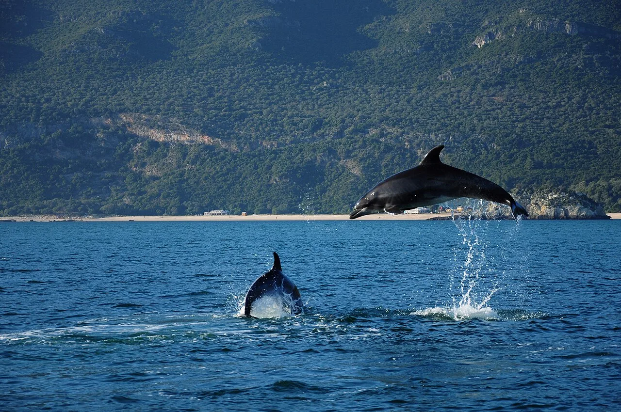 Sado dolphins — bottlenose dolphins