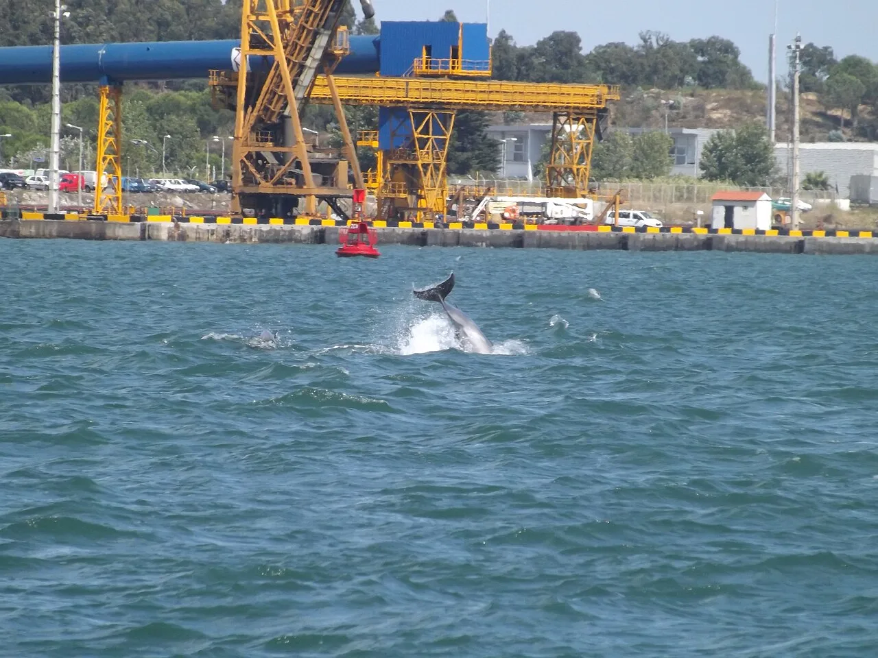 Bottlenose dolphin in the Sado bay