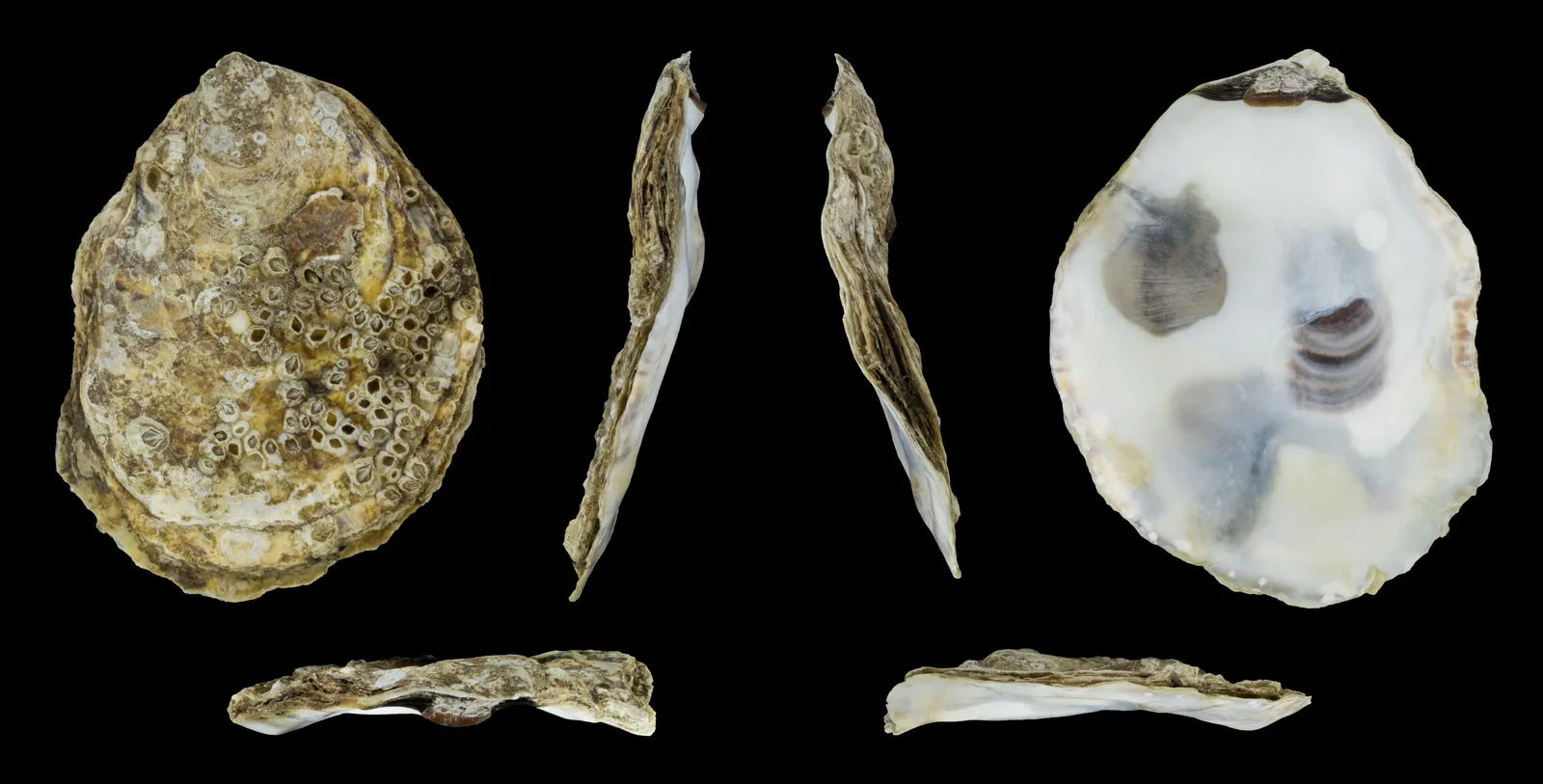 Crassostrea angulata shell — the oyster species endemic to the Sado