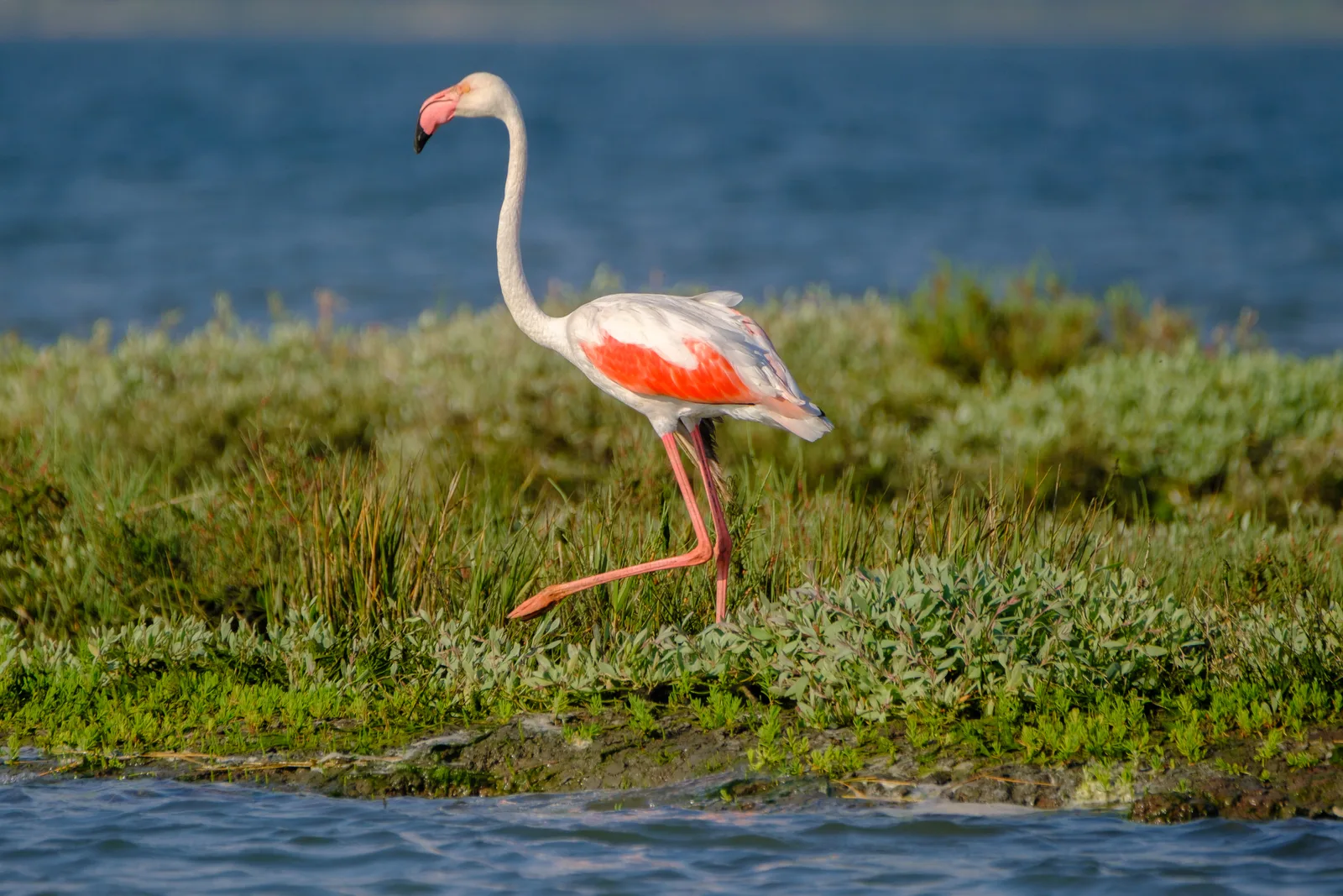 Flamingo in the Sado estuary — oyster farm ecosystem